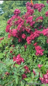 Wilderode