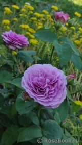 Lavender Ice Lavender Ice