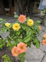 Goldmarie 82 