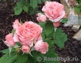 Corail gelee