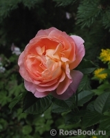 Dornburger Schlossrose