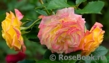 Gartenspass ®