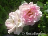 Pink Champagne