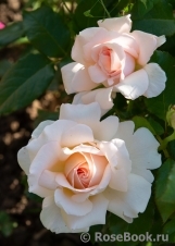 Chandos Beauty Chandos Beauty