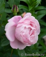 Rosengräfin Marie Henriette Rosengräfin Marie Henriette