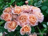 Briosa ® Briosa ®