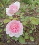 Olivia Rose Austin