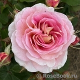Beverley’s Blush Beverley’s Blush