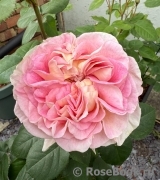 Beverley’s Blush Beverley’s Blush