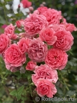 Rosarium Uetersen