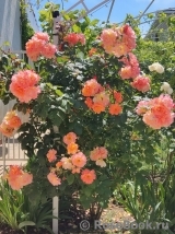 Westerland