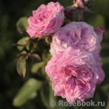 Ryazanochka Рязаночка