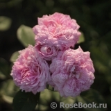 Ryazanochka Рязаночка