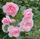 Olivia Rose Austin Olivia Rose Austin