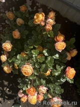 Baby Romantica 