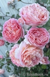 Abraham Darby