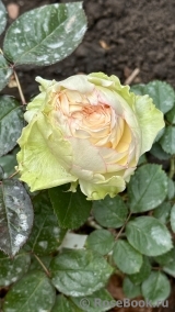 Biedermeier