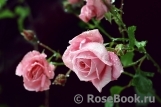 Coral Dawn
