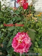 Vanille Fraise ®