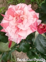 Vanille Fraise ®