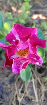 Purple Splash