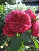 Ascot Ascot