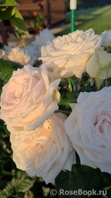 Madame Anisette ® Madame Anisette ®