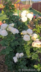 Madame Anisette ® Madame Anisette ®