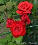 Red Star