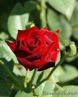Black Baccara Black Baccara