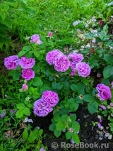 Parfum Flower Circus