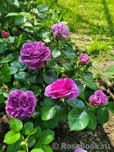 Parfum Flower Circus