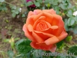 Peach Vaza
