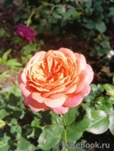 Peach Vaza
