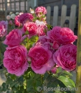 Platinum Jubilee