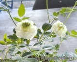White Gem ®