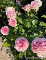 Beverley’s Blush Beverley’s Blush
