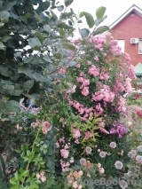 Rosenholm