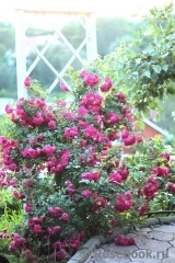 Super Excelsa