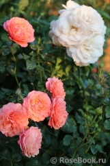 Coral Lions-Rose