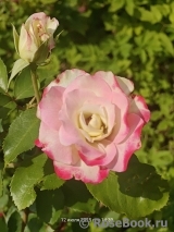 Jubile du Prince de Monaco 