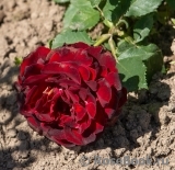 Hommage a Barbara