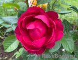 Falstaff®
