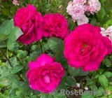 Falstaff®
