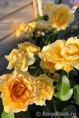 The Rob Burrow MND Rose