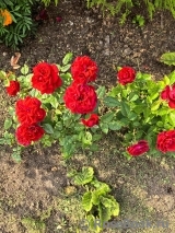 Scarlet Mercedes Kordana ®