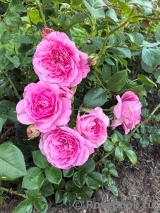 Baronesse