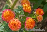 Gartenspass ® Gartenspass ®