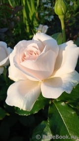 Chandos Beauty