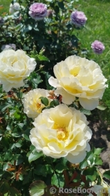 White Licorice